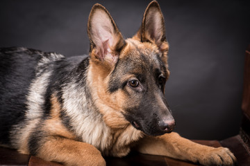 German shepherd dog