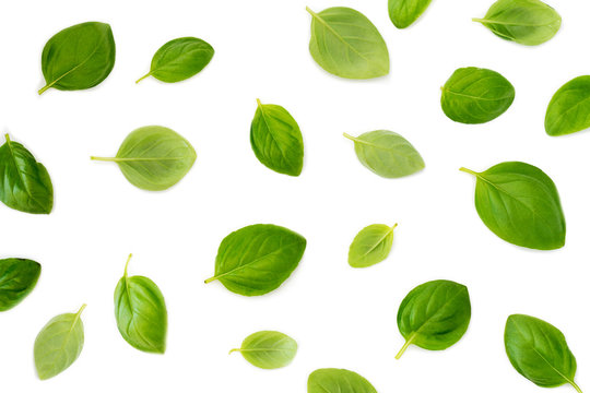 Basil leaves pattern isolated on white background. Top view.