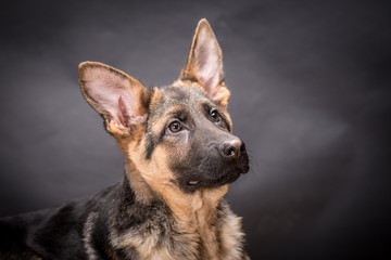 German shepherd dog