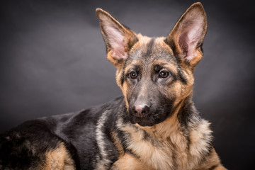 German shepherd dog