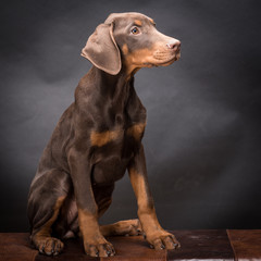 Doberman Pinscher