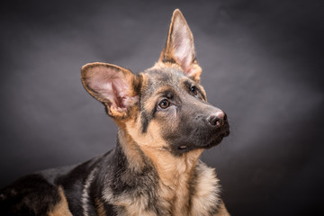 German shepherd dog