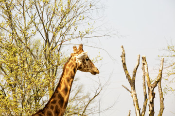 Giraffe's head and neck in between the trees