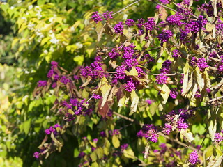 Fototapeta premium Callicarpa bodinieri - beautyberry