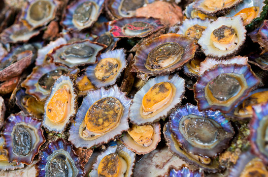 Limpets on the fish market, Madeira, Portugal