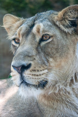 Portrait of a lion female in close-up view.