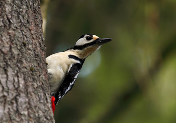 Great spotted woodpecker