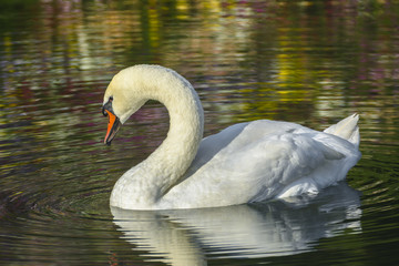 White swan and colored reflections