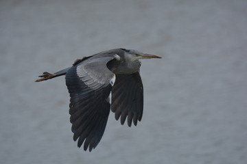 grey heron