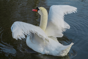 White swan, trying to fly