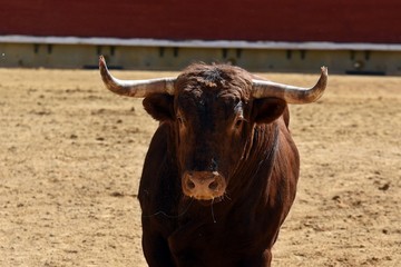 toro en plaza de toros españa