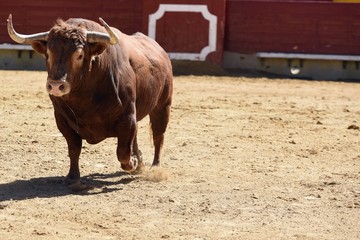 toro en plaza de toros españa