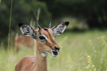 young impala in south africa
