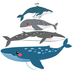 Naklejka premium Infographic whale illustration scale comparison size with human diver