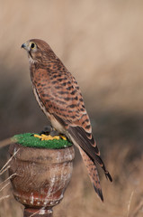 Kestrel © Marcin Radło