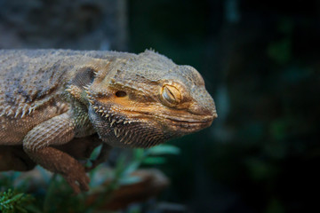 Big reptile sleeping. Lizard resting as the night falls. Tired concept.