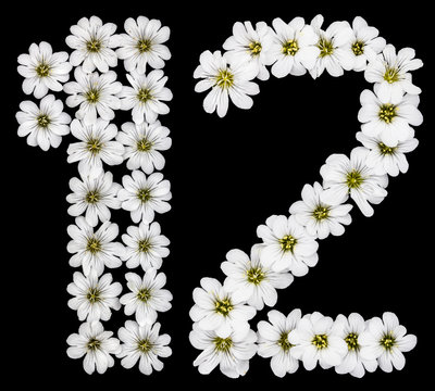 Arabic numeral 12, twelve, one, two, from white flowers of Cerastium tomentosum, isolated on black background