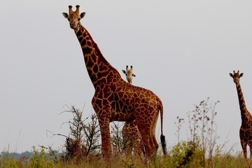 Giraffe, Savannah Serengeti, Tanzania, Africa