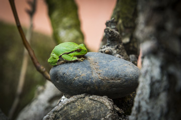 Green tree frog (Hyla Arborea) sleeping on the stone .