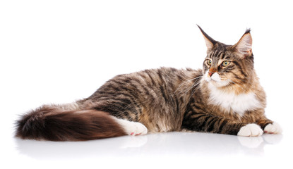 Maine Coon. The largest cat. A big cat. Maine Coon cat