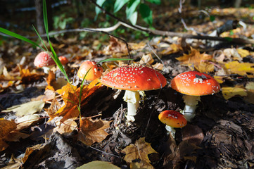 Mushroom among the leaves