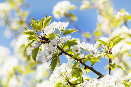 A photo of a branch of white pear blossom. Selective focus.