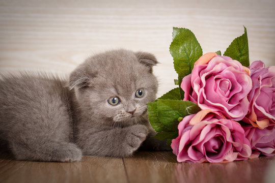Little playful Scottish kitten playing with flofer of rose