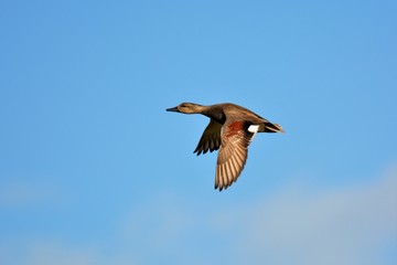 gadwall
