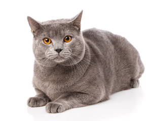 Grey Chartreux cat with yellow eyes