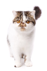 Close-up Funny Portrait of White Exotic Cat.