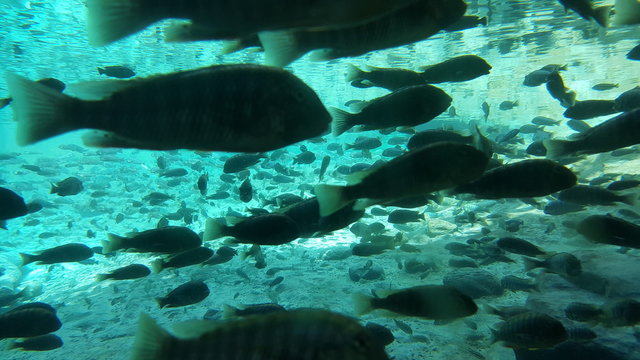 a school of cichlid fish