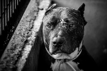 dog abandoned between bars, black and white