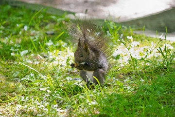 black squirrel closeup eating a nut  in the grass in nature