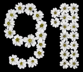 Arabic numeral 91, ninety one, ninety, nine, one, from white flowers of Cerastium tomentosum,...