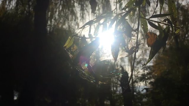 Branch moves, strong wind, sunlight, branch with green leaves, wild forest