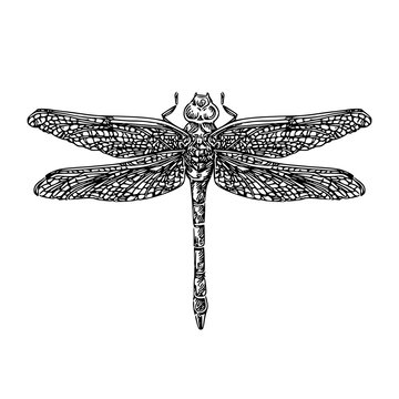 Dragonfly. Engraving style. Vector Illustration.