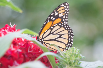 Butterfly Feeding on Flowers