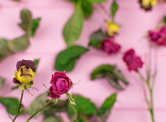 Dry roses on a wooden pink background.