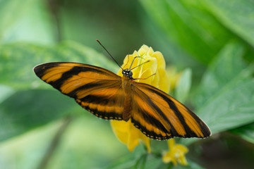 Butterfly Feeding on Flowers