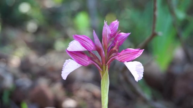  Wild Butterfly Orchid / Wild Butterfly Orchid in spring in a wood of southern Sardinia. Scientific name: Anacamptis papilionacea.