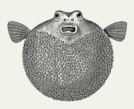 Inflated blowfish with open mouth in front view after vintage engraving from 19th century