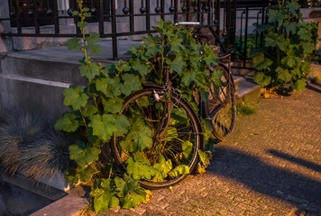 Fahrrad überwachsen mit grüner Pflanze in der Abenddämmerung