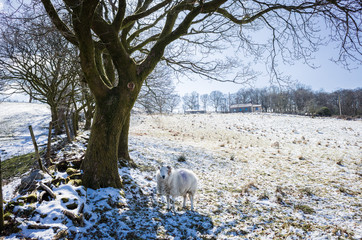 sheep on a panorama of a welsh countryside with snow and sunlight