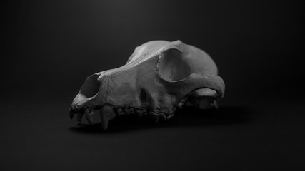 skull of a dog