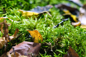 The moss in the autumn forest