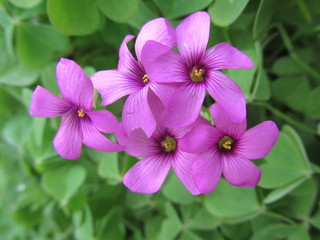 alfalfa plant and flowers