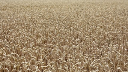 Weizenfeld vor der Ernte