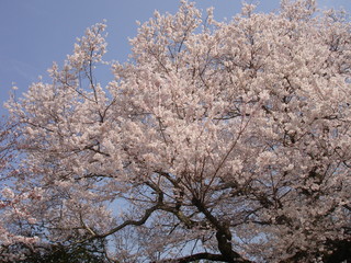 cerisier du japon