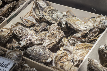 Oysters in Market