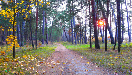 Road through beautiful autumn forest at sunset. Wild forest and country road.